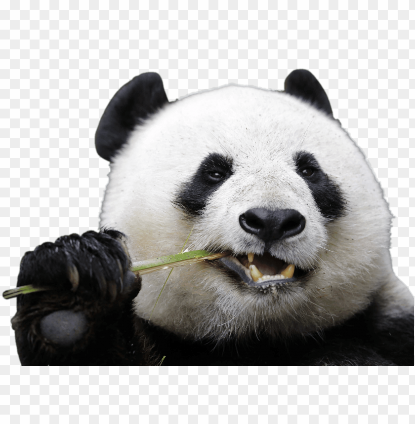 animals, pandas, eating panda, 