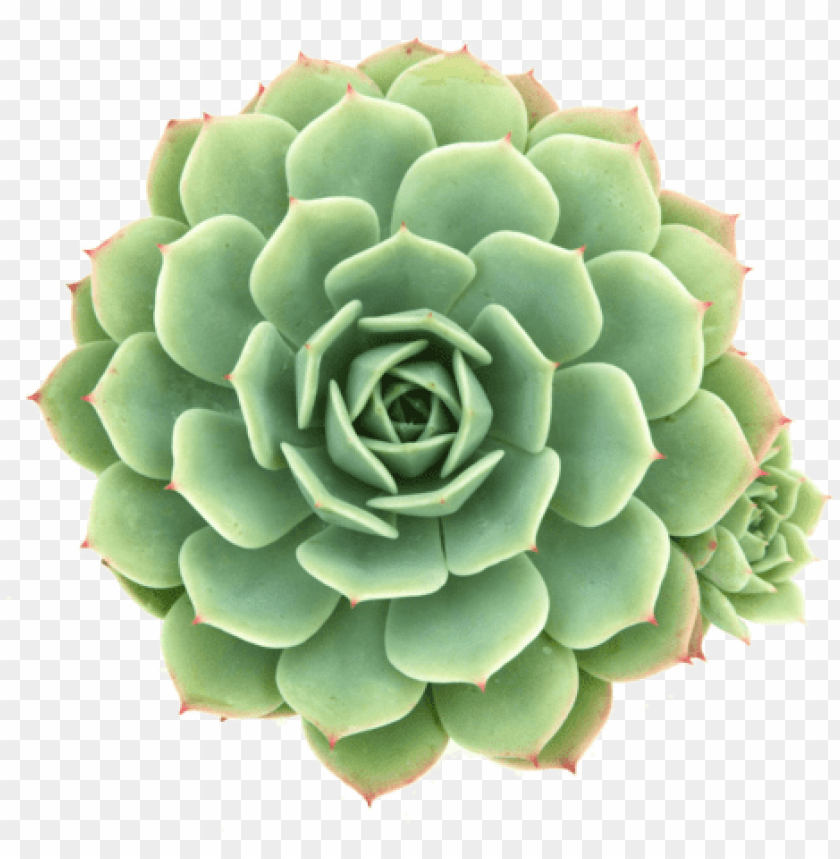 Echeveria 'abalone' Or Echeveria 'green Abalone' Succulent Hens And Chicks Plants PNG Image With Transparent Background