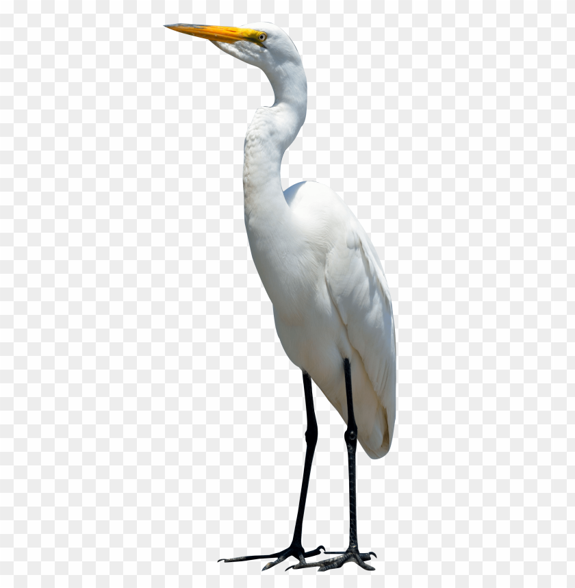 bird, egret