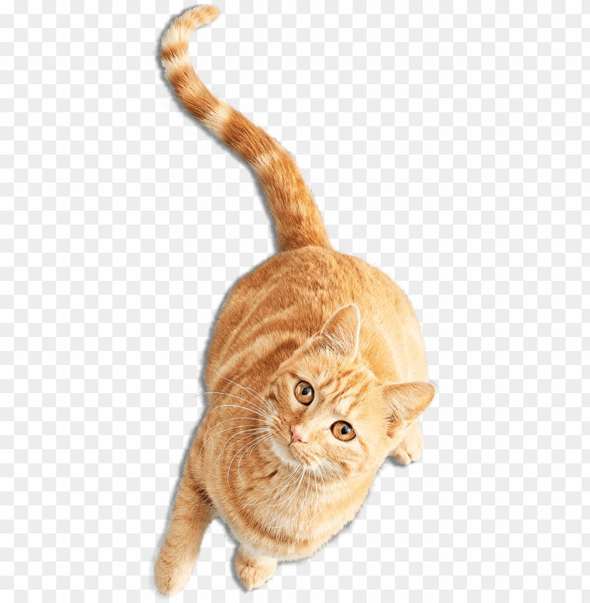 el sitio purrrfecto para los amantes de los gatos - gatos PNG image with transparent background@toppng.com