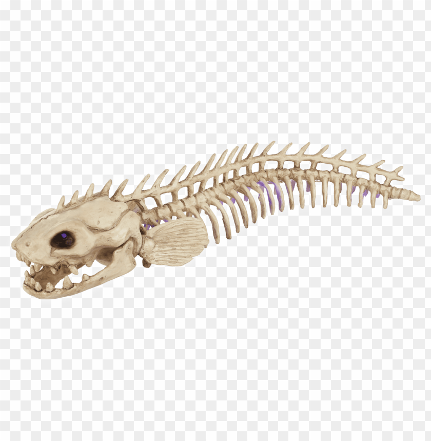 electric eel ankylosaurus PNG transparent with Clear Background ID 373348