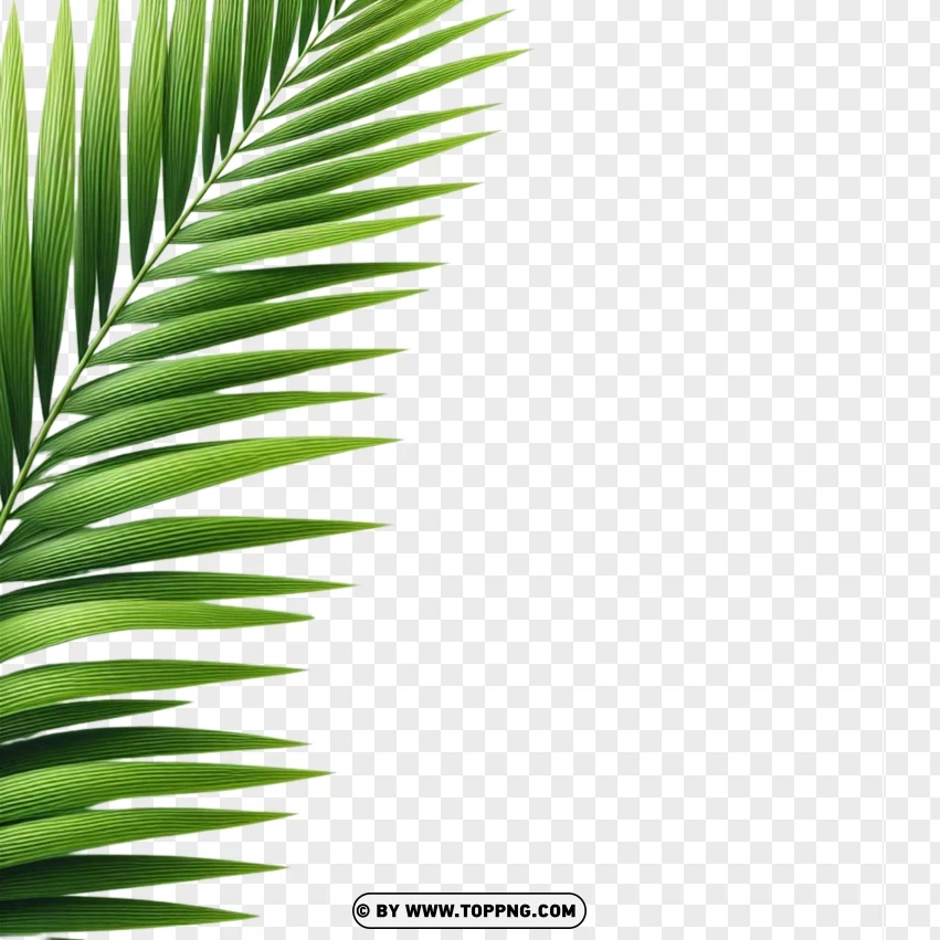 Palm Leaf , Tropical Leaf PNG , Beach Leaf Image,Green , Fresh , Isolated , Leaf 