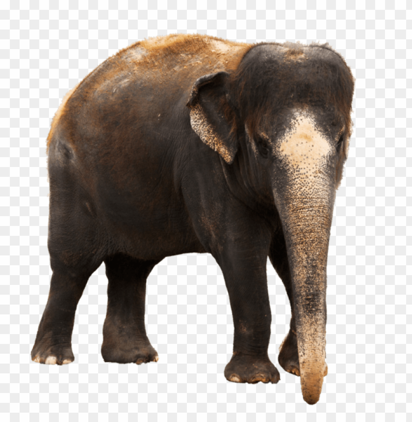 elephant png,elephant,elephant transparent background,elephant file png,eagle 

clipart,elephant png images,elephant png clipart