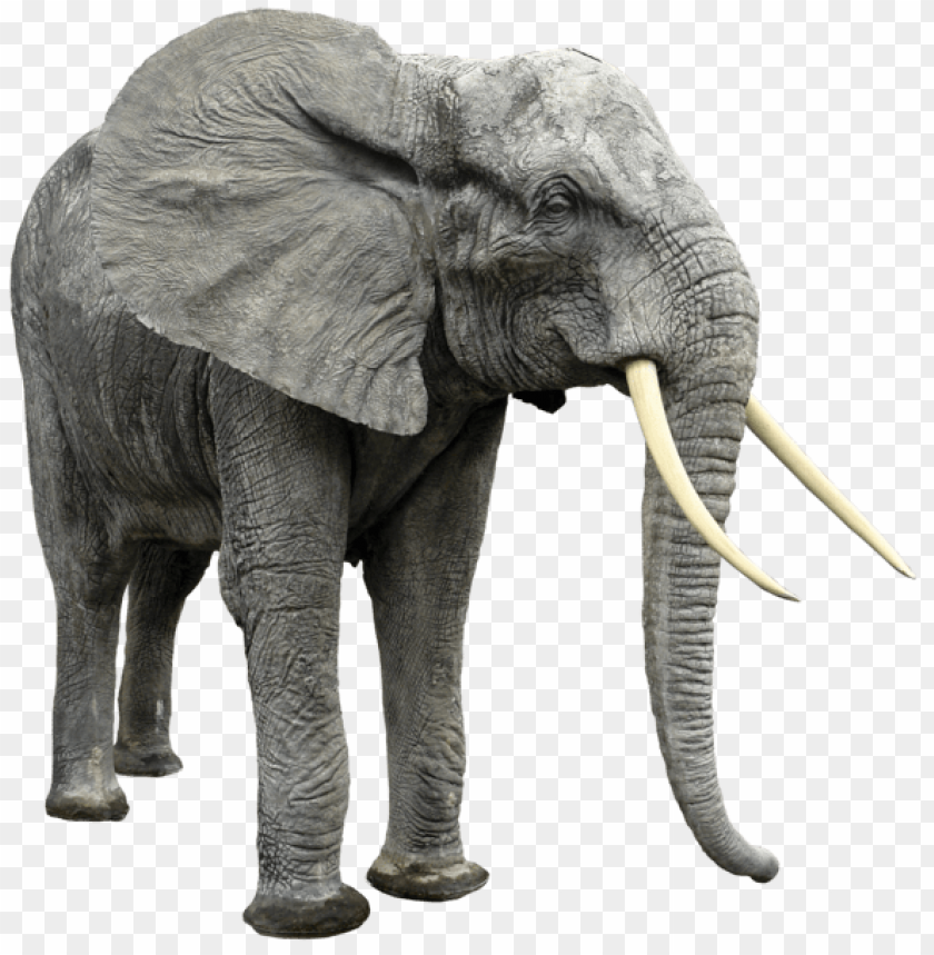 Download elephant png images background | TOPpng