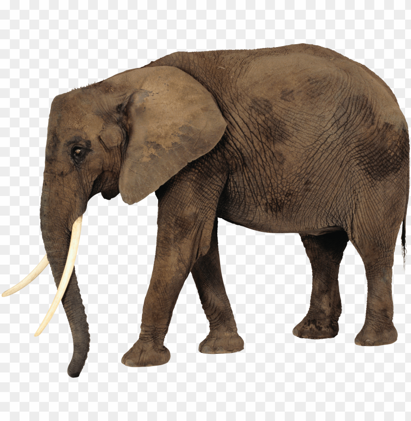 elephant png images background - Image ID 1972