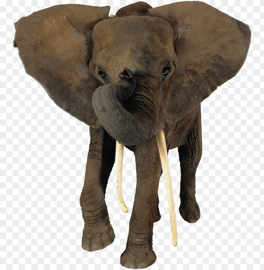 elephant png,elephant,elephant transparent background,elephant file png,eagle clipart,elephant png images,elephant png clipart