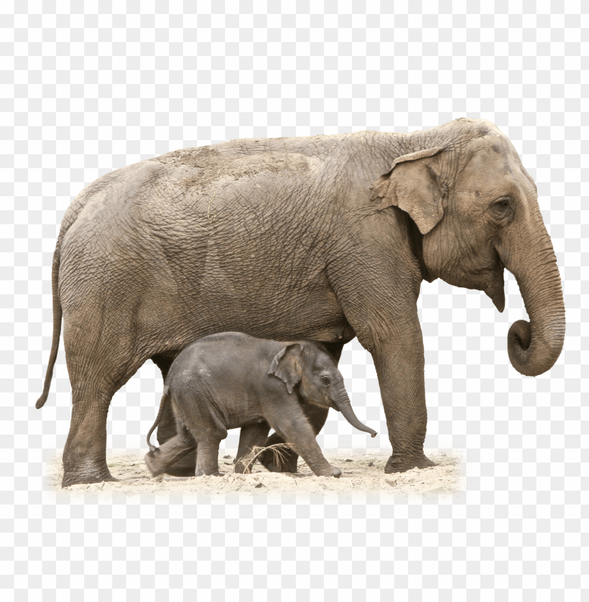 Download Elephant Png Images Background Toppng