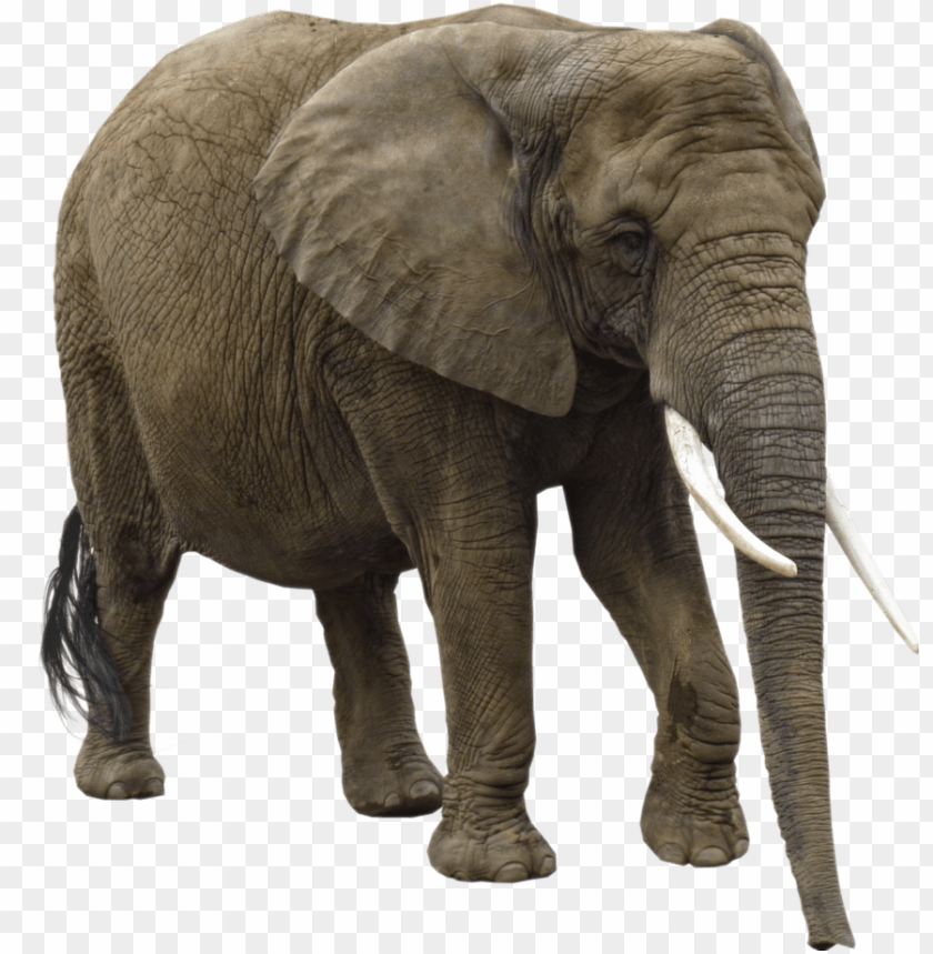 
elephant
, 
africa
, 
animal
, 
grey
, 
huge
, 
peaceful
, 
heavy
