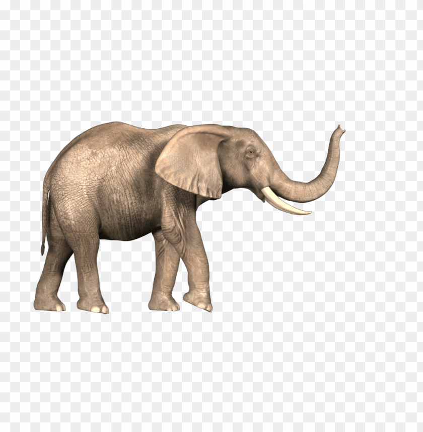 elephant,animals