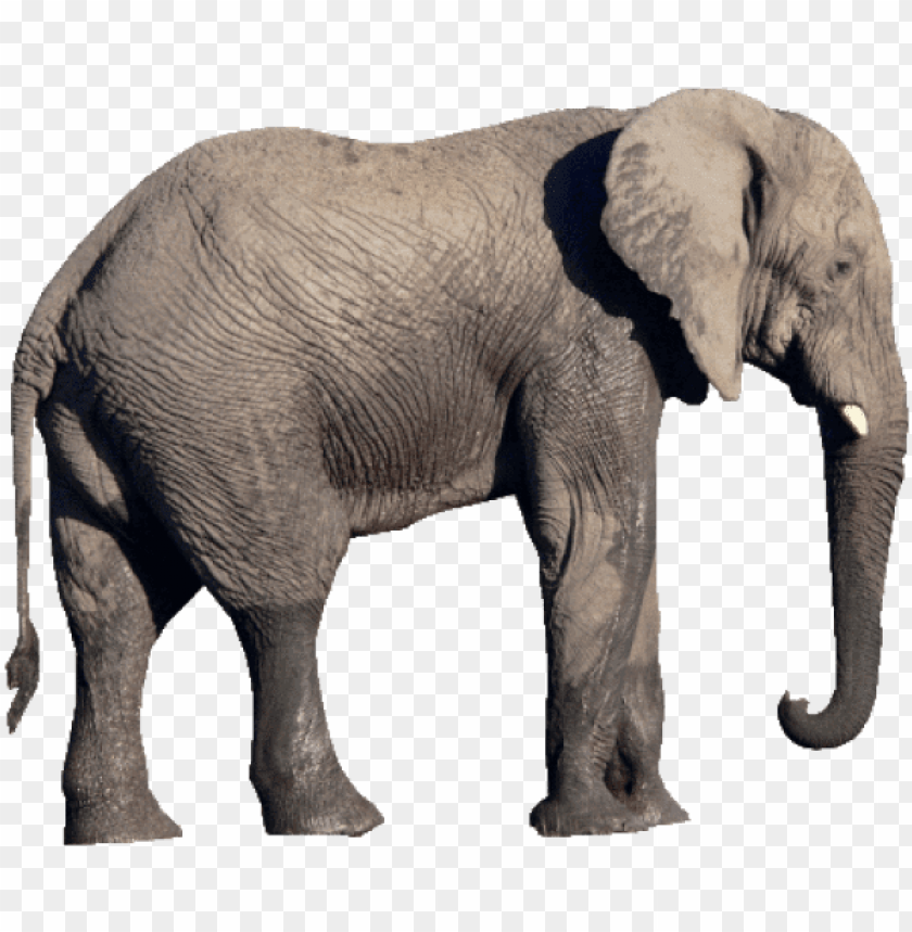 elephant, elephant silhouette, baby elephant, republican elephant, elephant clipart, elephant head