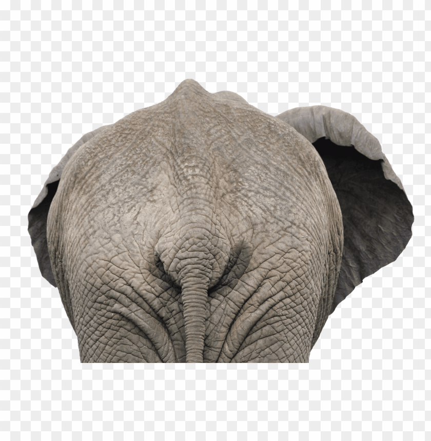 animals, elephants, elephant back view close up, 