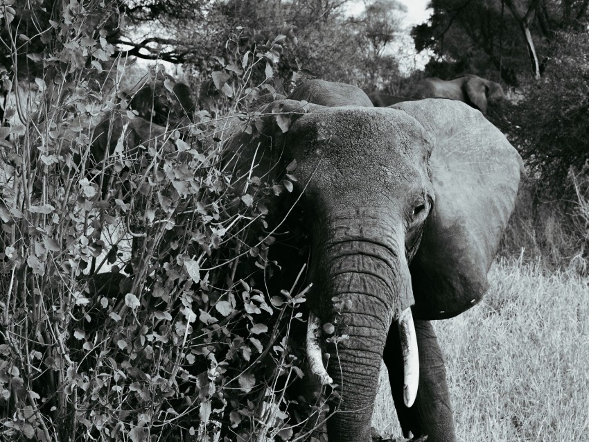 elephant bw, walking, wildlife