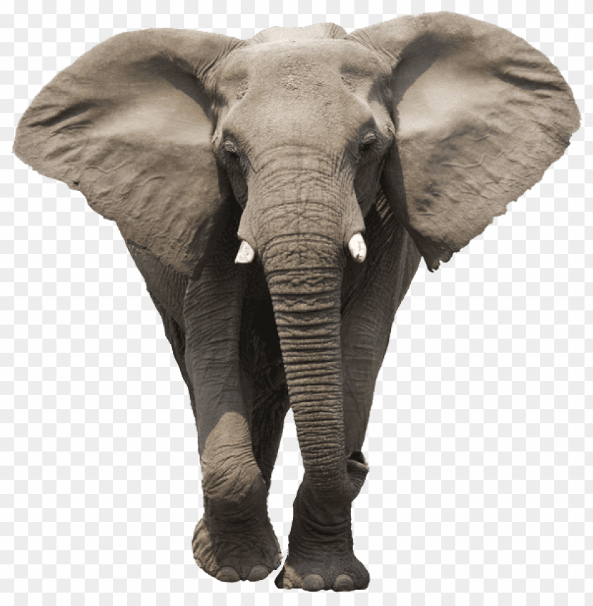 animals, elephants, elephant face, 