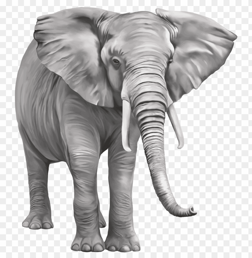elephant, large