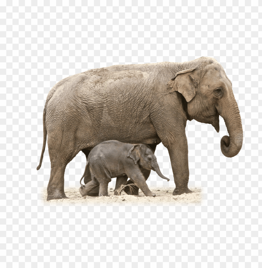 animals, elephants, elephant mother and calf, 