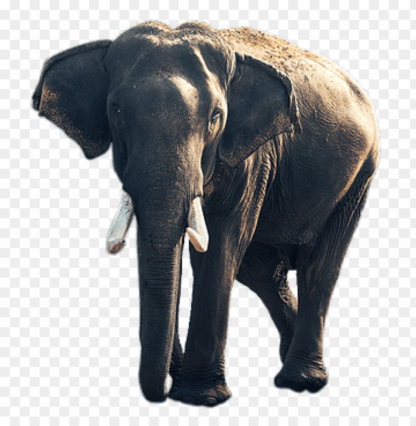 animals, elephants, elephant old, 