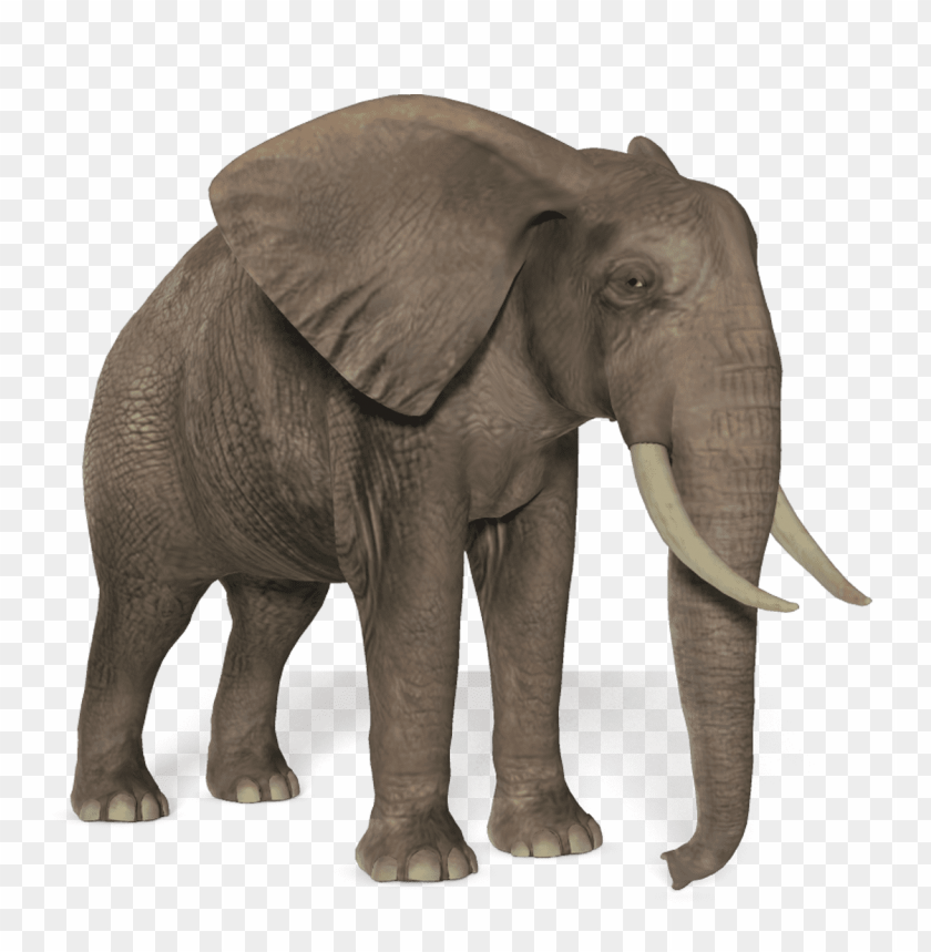 elephant,animals