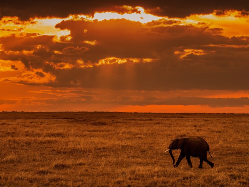 elephant, savanna, sunset, nature, africa