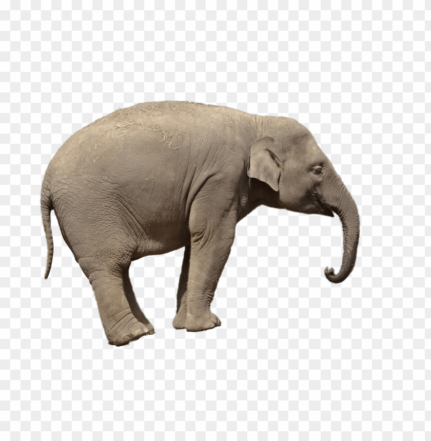 animals, elephants, elephant side view, 