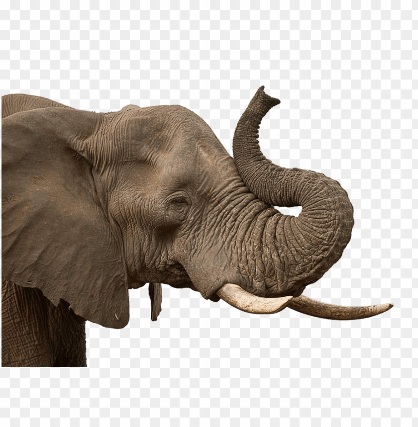 animals, elephants, elephant trunk, 
