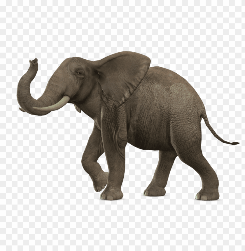 animals, elephants, elephant walking, 
