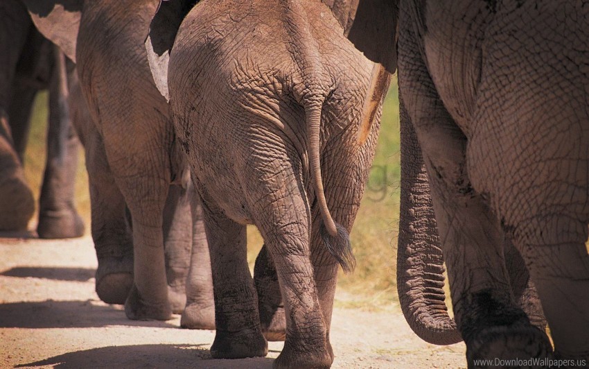 elephants gait tail wallpaper background best stock photos - Image ID 160604