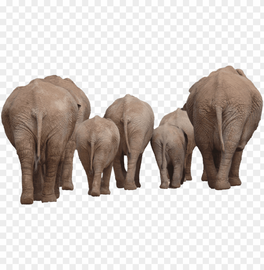 animals, elephants, elephants group back, 