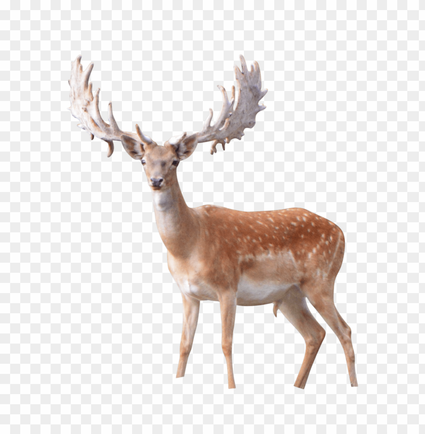 elk png images background - Image ID 37775