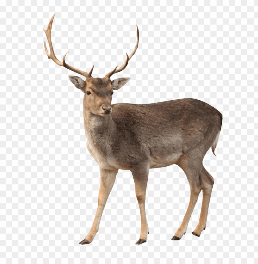 elk png images background - Image ID 37779