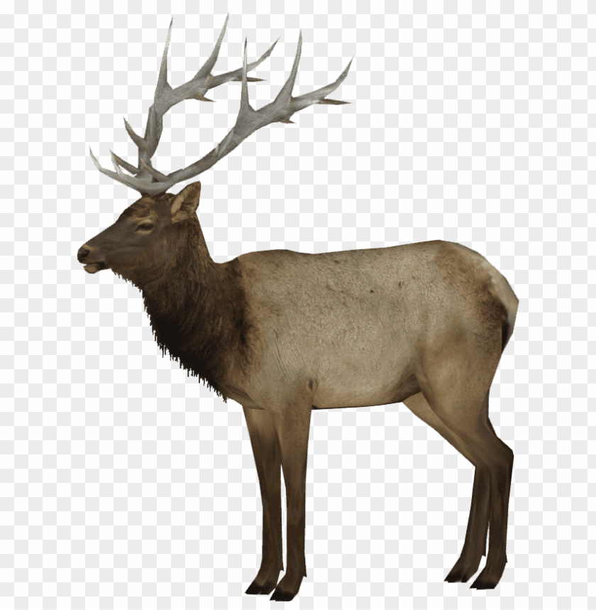 elk png images background - Image ID 37786