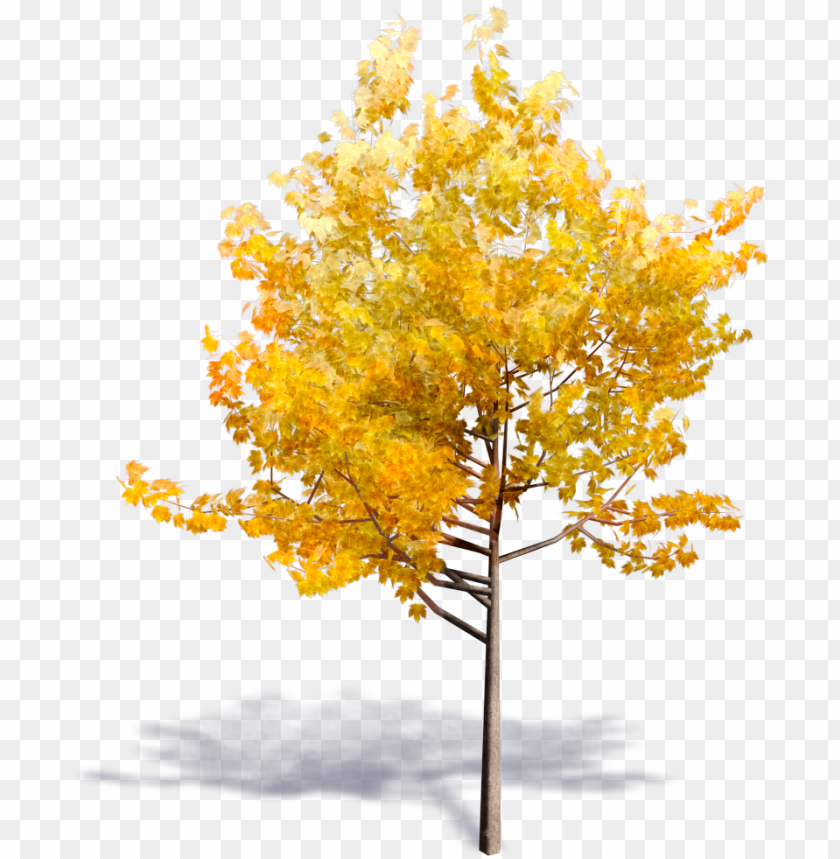 eneric autumn tree yellow tree PNG transparent with Clear Background ID 180537