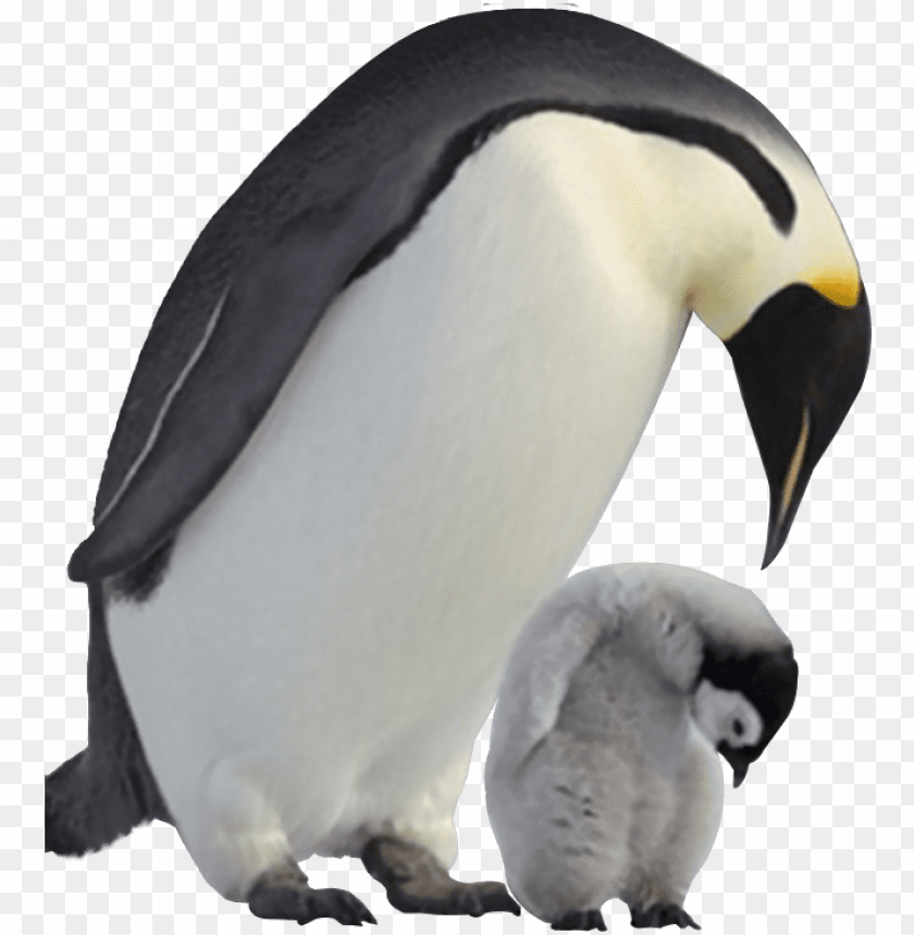 Enguin Png Image Transparent Background Baby Penguin Png Image With Transparent Background Toppng