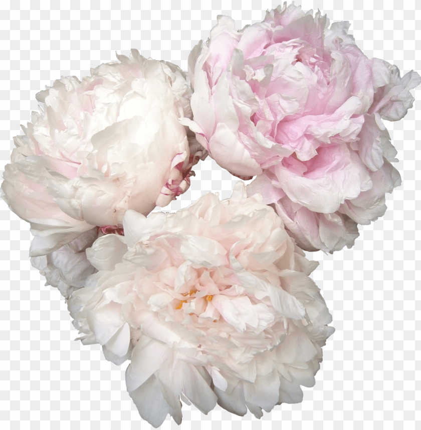 peony, roses, floral, garden, wedding, plant, nature