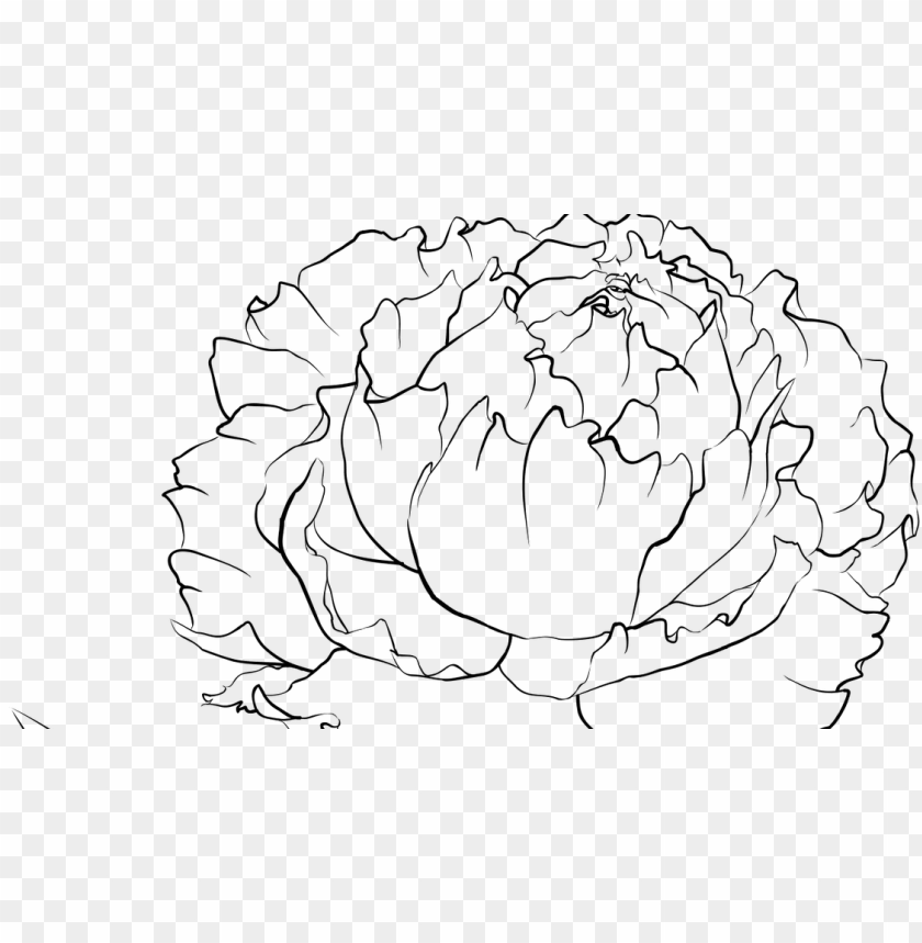 Peony Drawing Stock Photos and Images  123RF