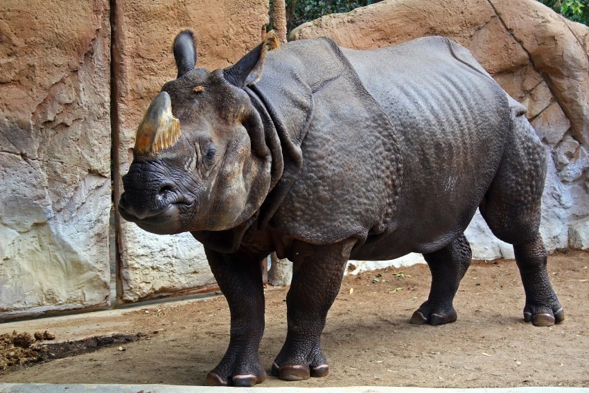 equine nature reserve rhino rocks sand wallpaper background best stock photos - Image ID 160640