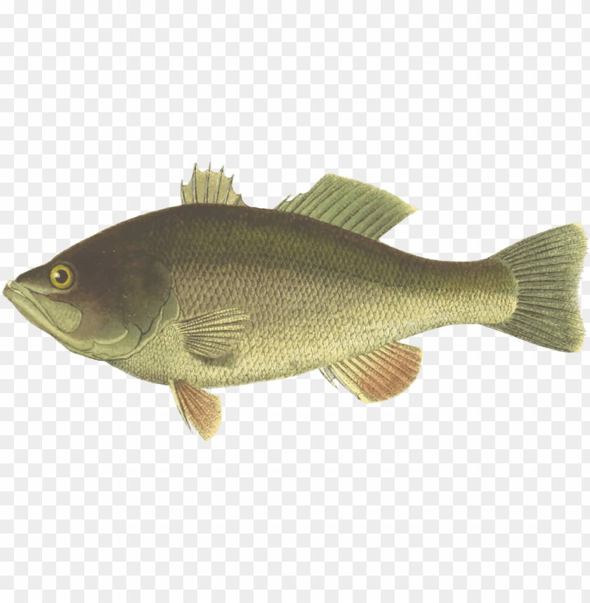 Erch Largemouth Bass Fish Black Sea Bass Largemouth Bass Fish Clipart PNG Image With Transparent Background