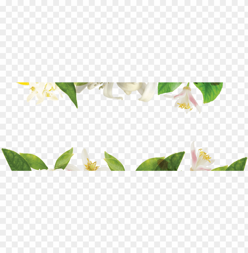 flower, fleur de lis, fleur, plant, nature, floral, symbol