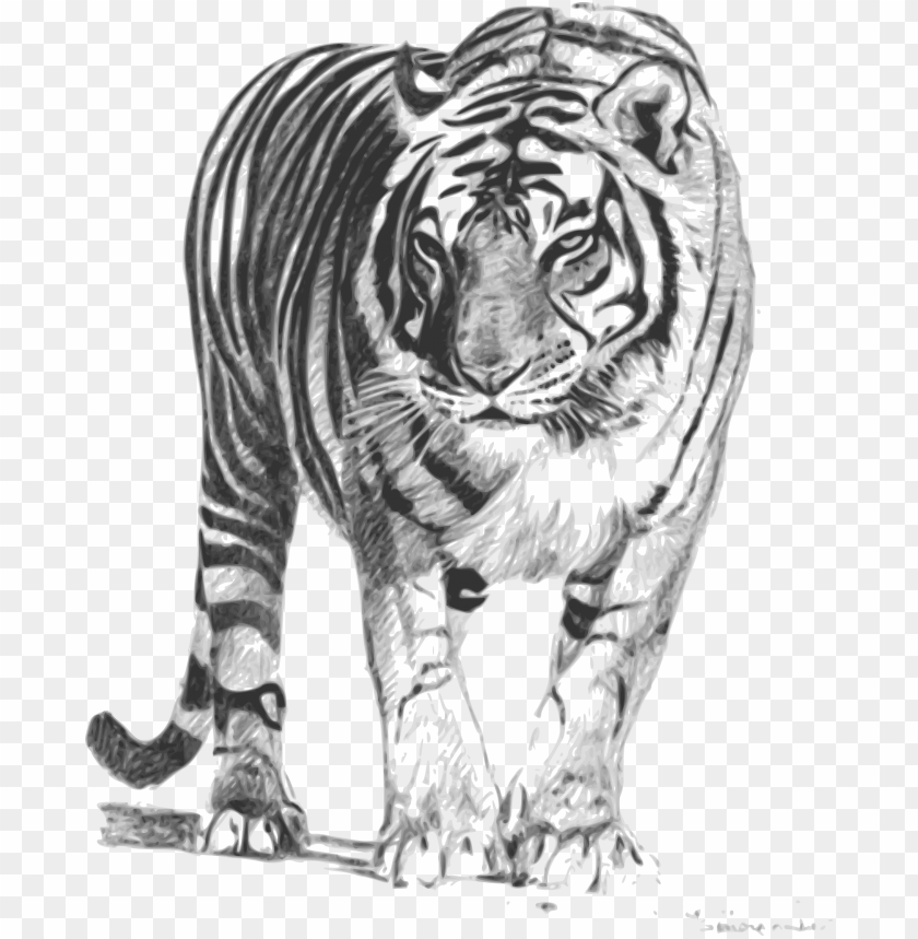 et - royal bengal tiger sketch PNG image with transparent background |  TOPpng