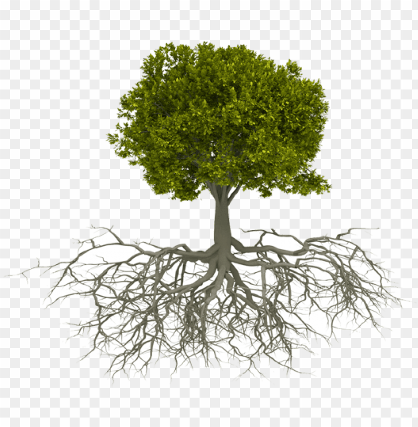 etwork tree with roots PNG transparent with Clear Background ID 212966