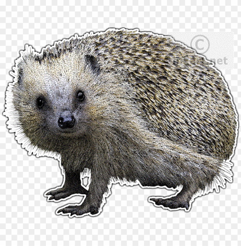 sonic the hedgehog, sonic the hedgehog logo, shadow the hedgehog, wall art, silver the hedgehog, arrow clip art