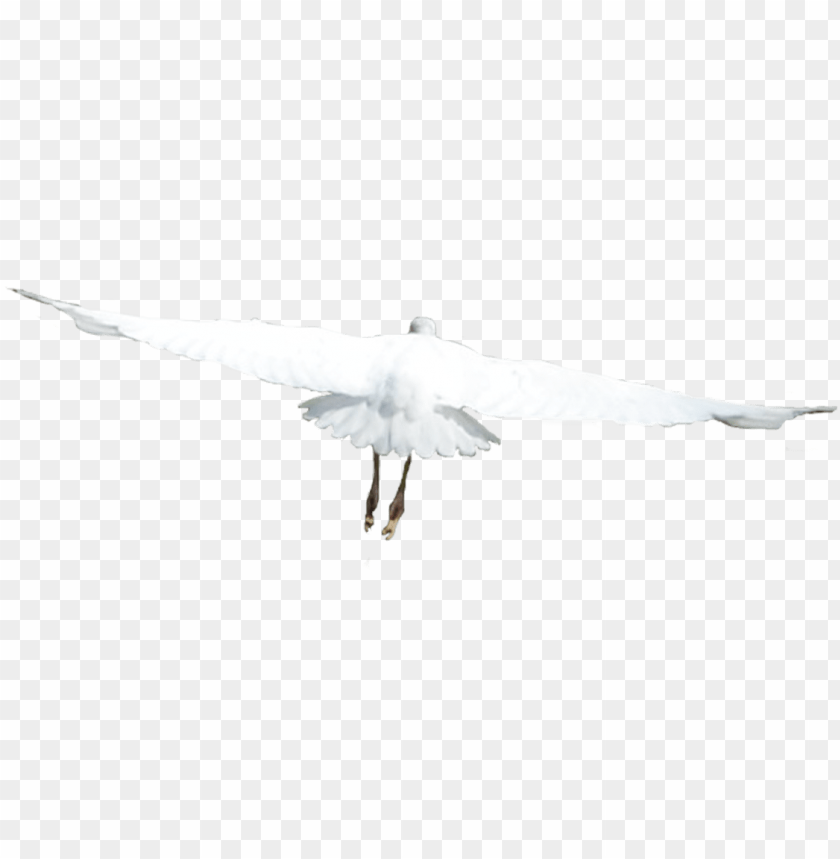 european herring gull PNG image with transparent background@toppng.com