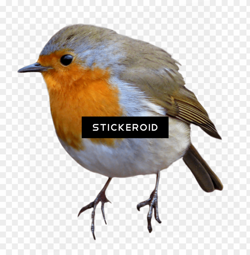 robin, birds flying, angry birds, flock of birds