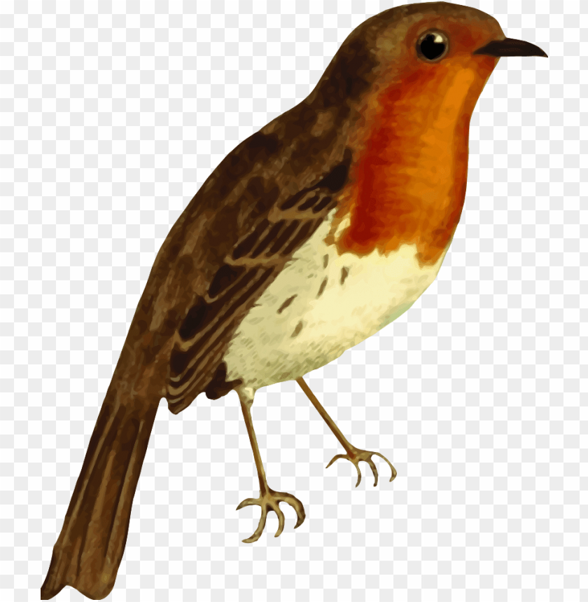 european robin - robin animal PNG image with transparent background@toppng.com