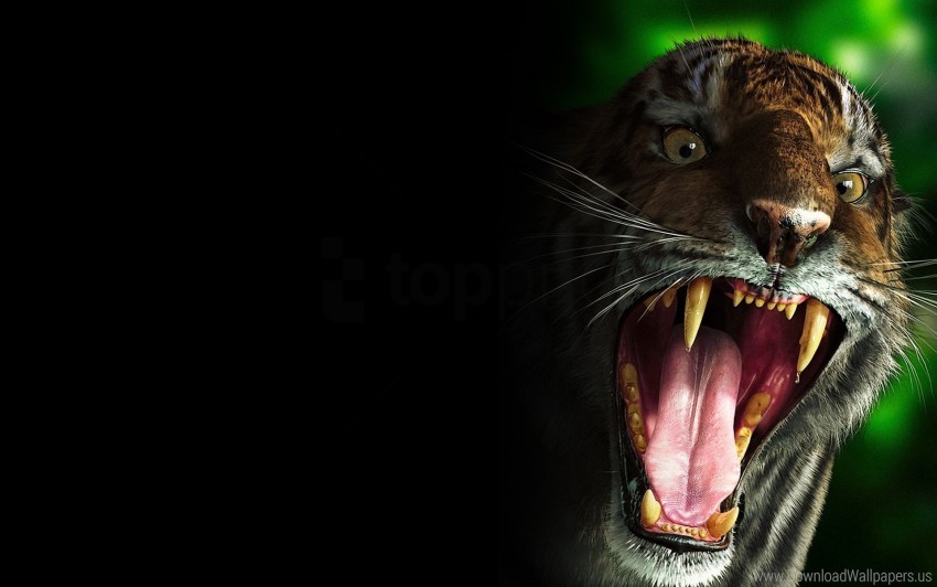 evil scary teeth tiger wallpaper background best stock photos - Image ID 155362