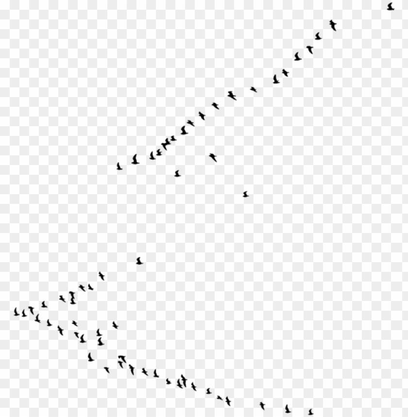 Ew Birds Png - Transparent Background With Birds PNG Image With Transparent Background