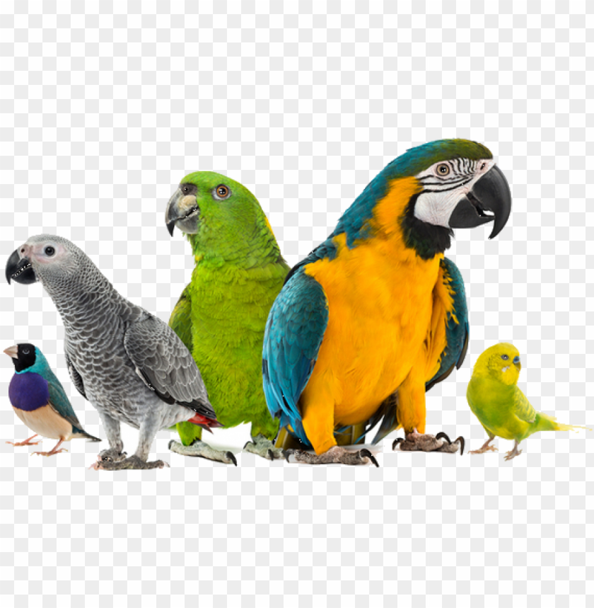 exotic bird hospital blog - pet birds white background PNG image with  transparent background | TOPpng