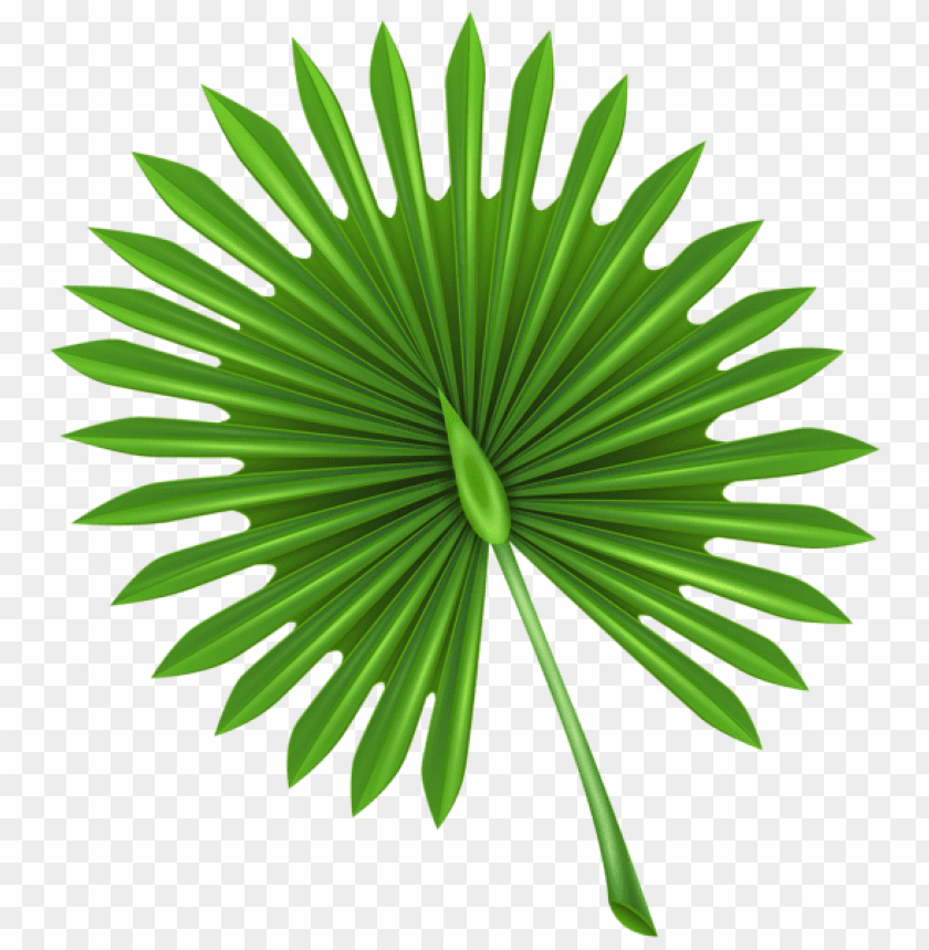 exotic leaf