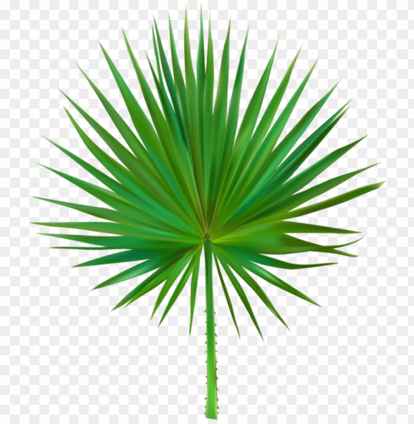 exotic palm leaf