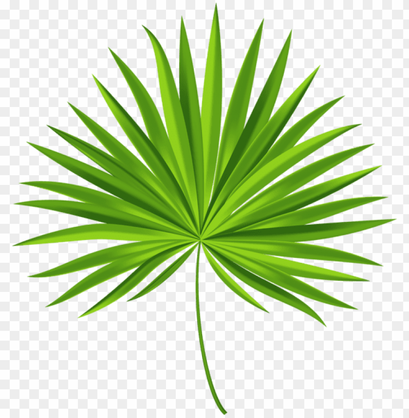 exotic palm leaf transparent