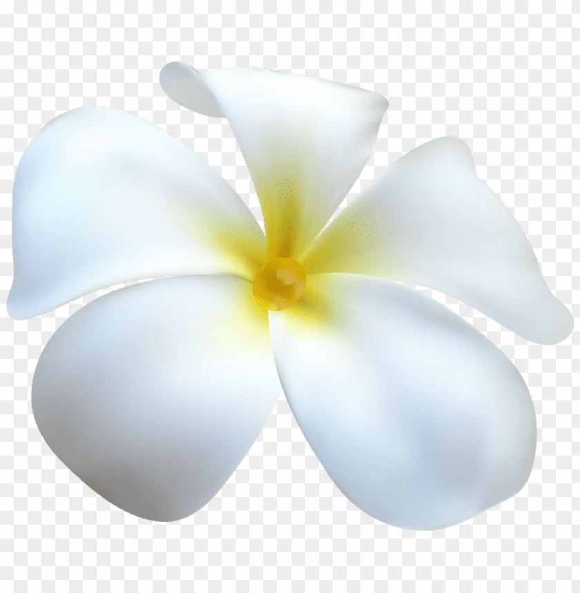exotic white flower transparent